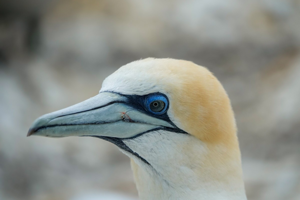 Australasian Gannet - ML629942893