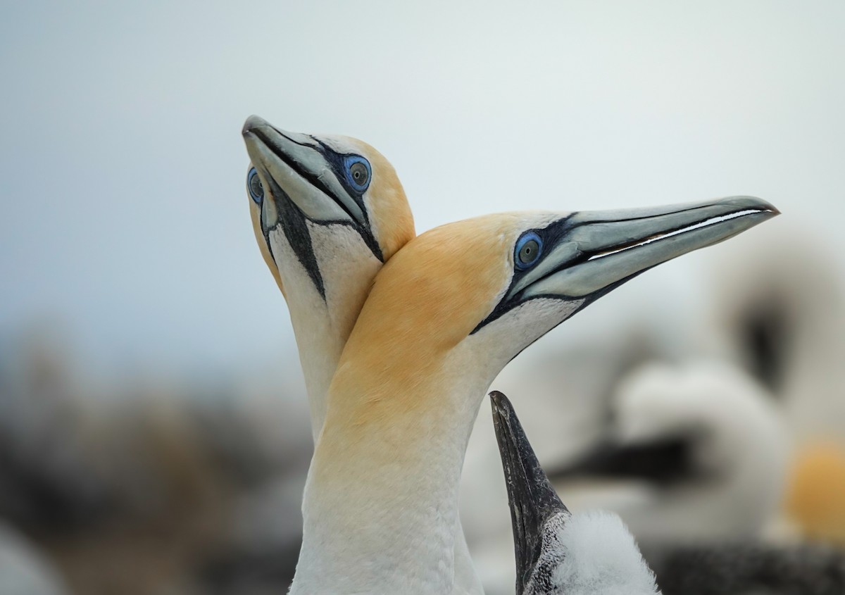 Australasian Gannet - ML629942897