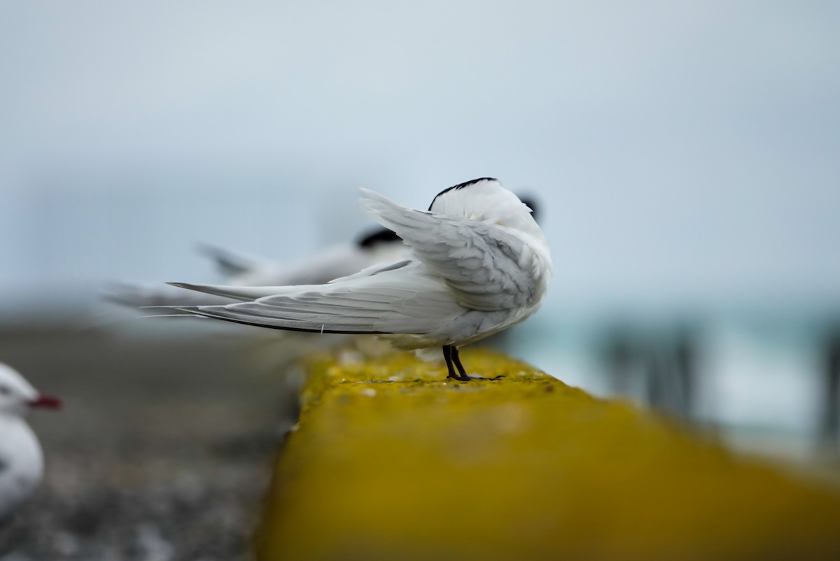 White-fronted Tern - ML629942929