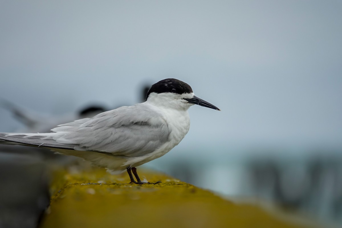 White-fronted Tern - ML629942930