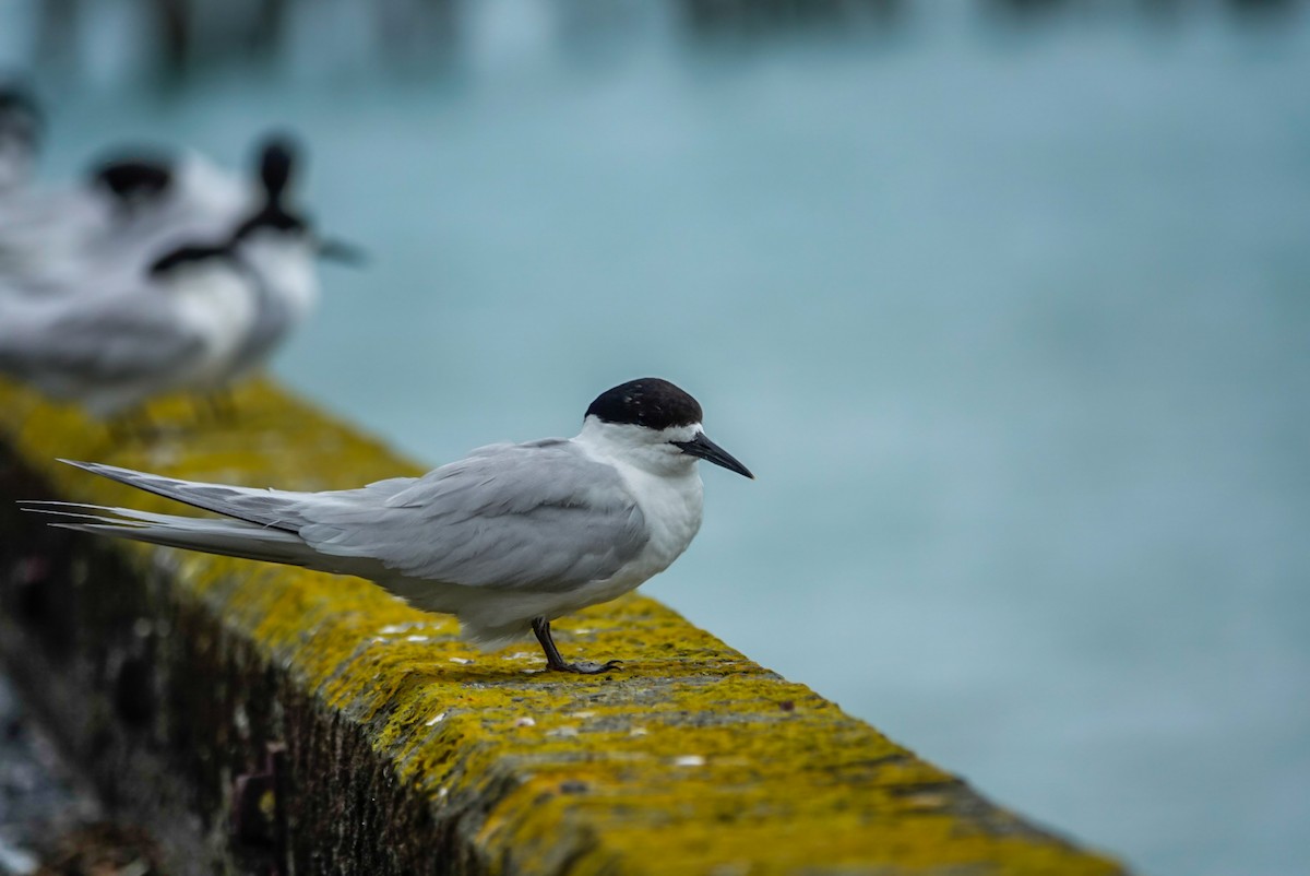 White-fronted Tern - ML629942931