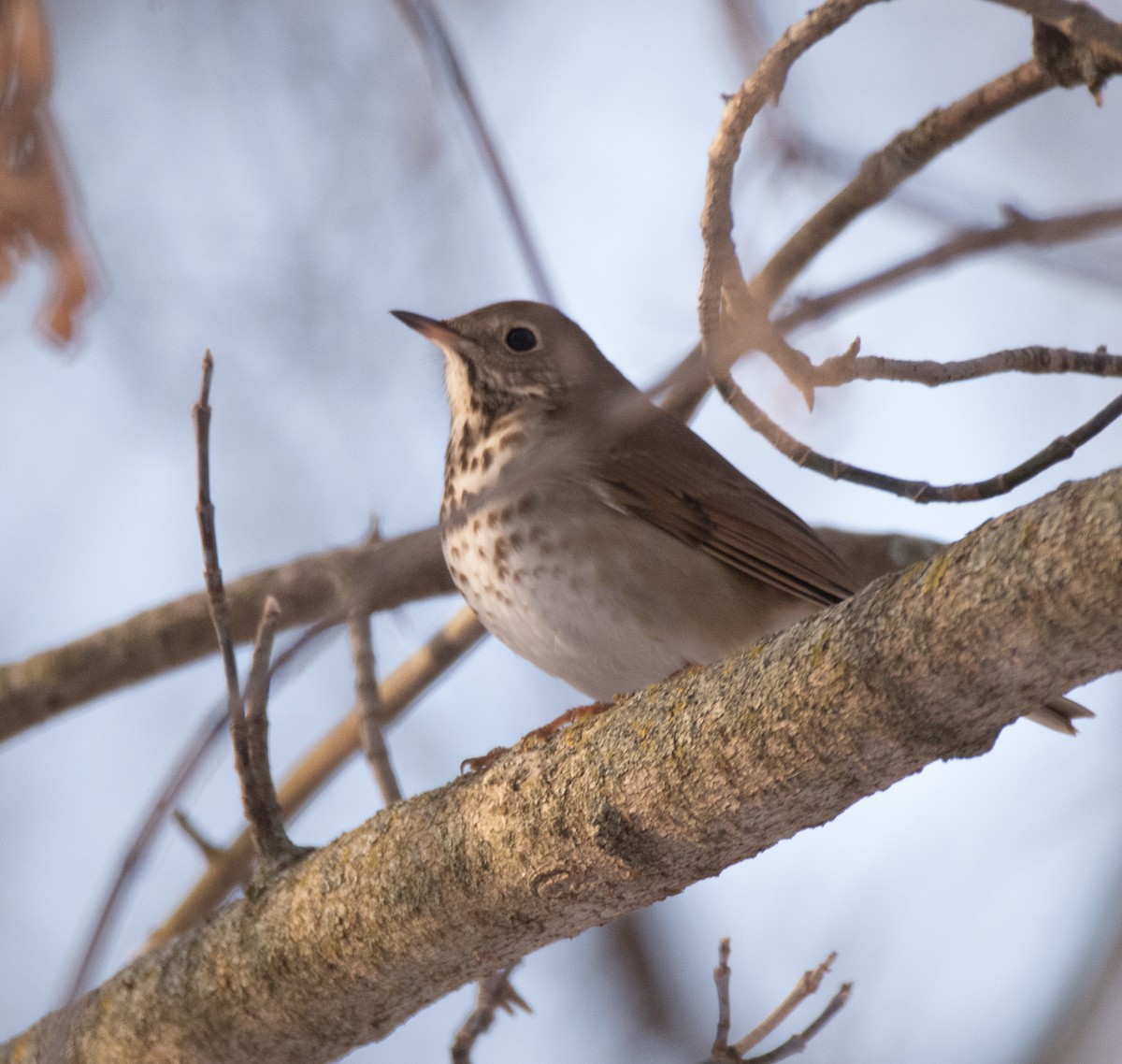 Hermit Thrush - ML629943184