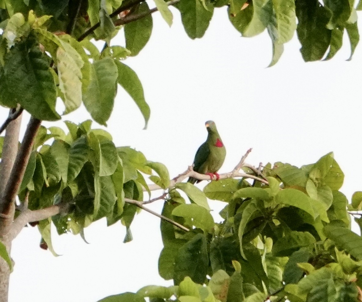 Claret-breasted Fruit-Dove - ML629943457