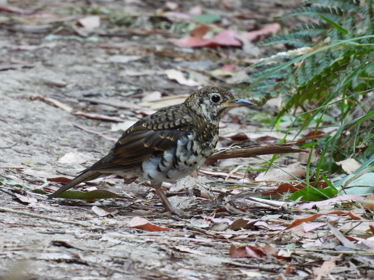 Bassian Thrush - ML629943498