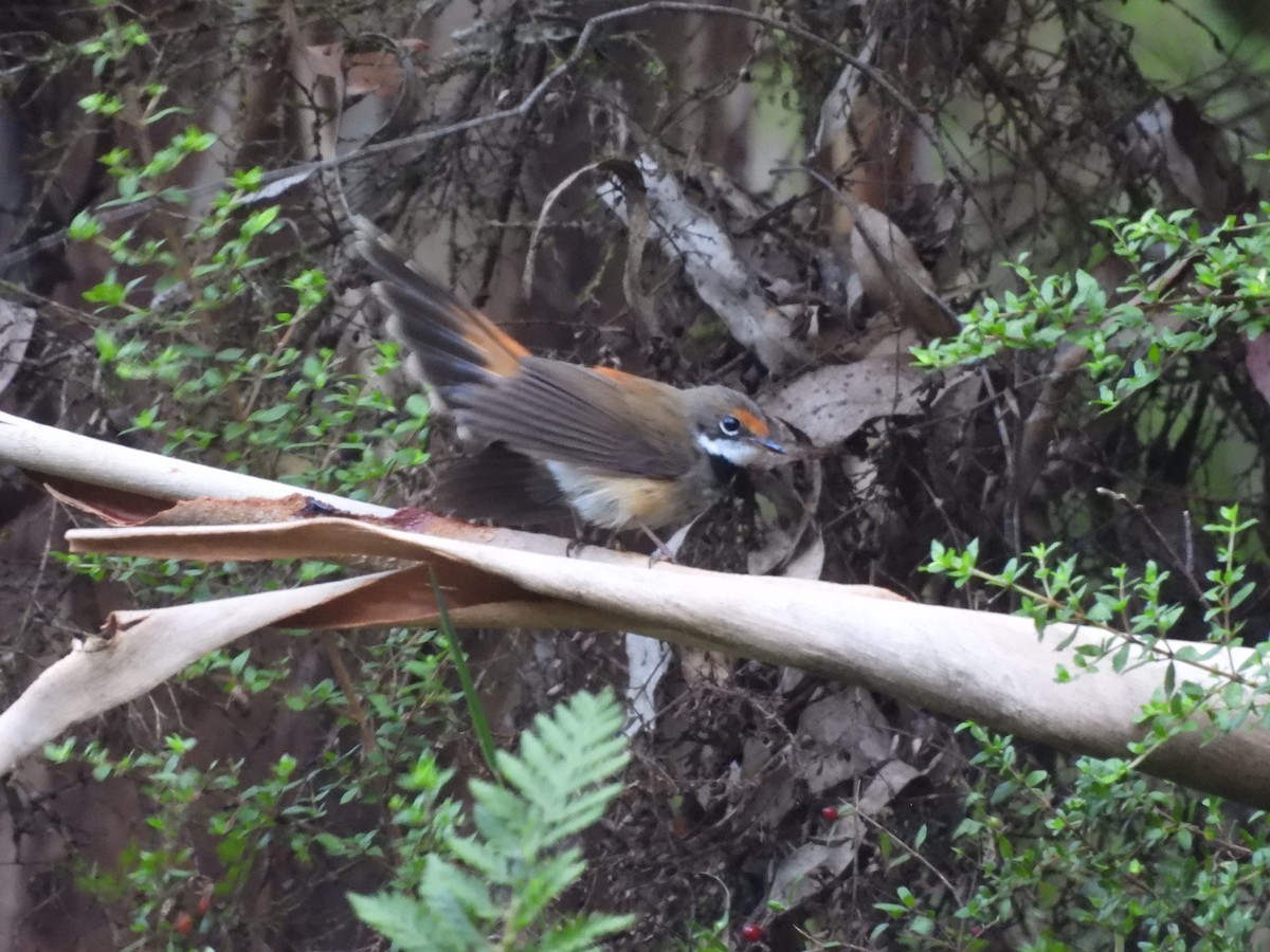 Australian Rufous Fantail - ML629943499