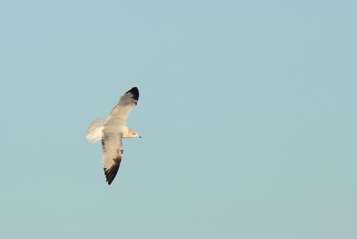 Ring-billed Gull - ML629943892
