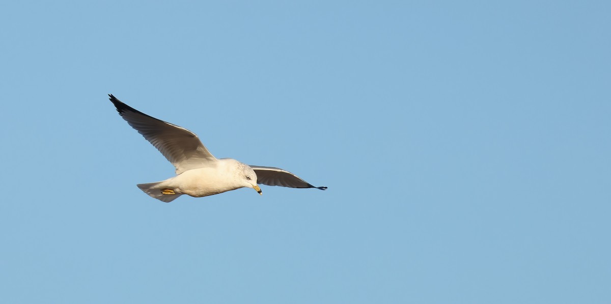 Ring-billed Gull - ML629943893