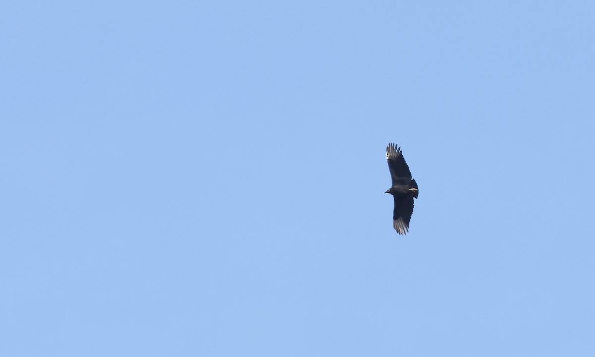Black Vulture - ML629943894