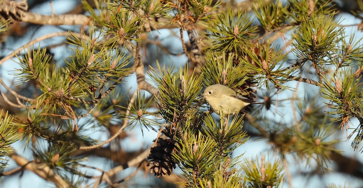 Ruby-crowned Kinglet - ML629943896