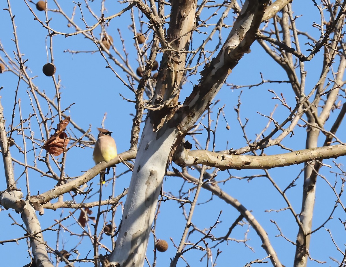 Cedar Waxwing - ML629943899