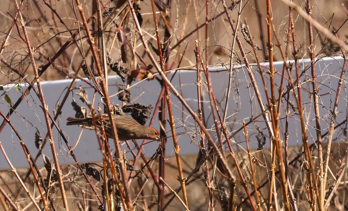 House Finch - ML629943903