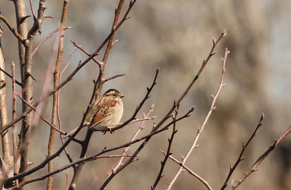 White-throated Sparrow - ML629943907