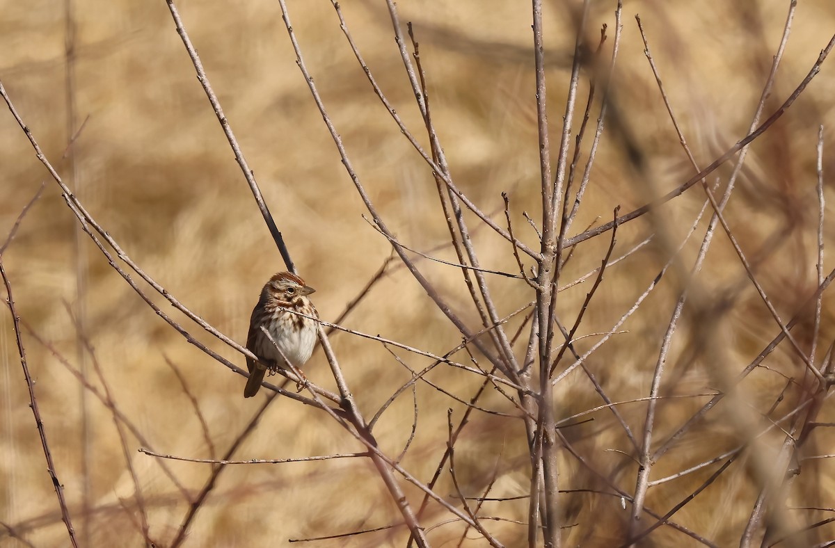 Song Sparrow - ML629943919