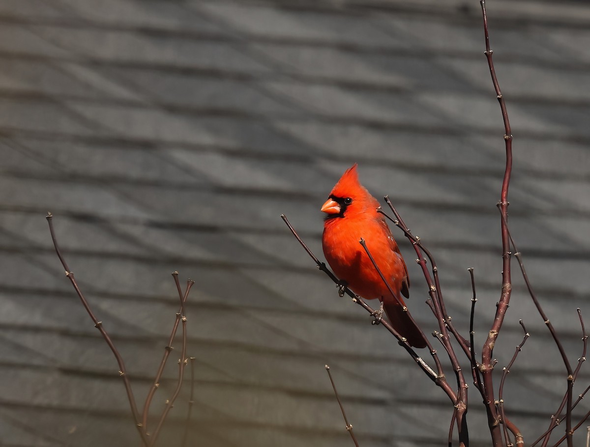 Northern Cardinal - ML629943921