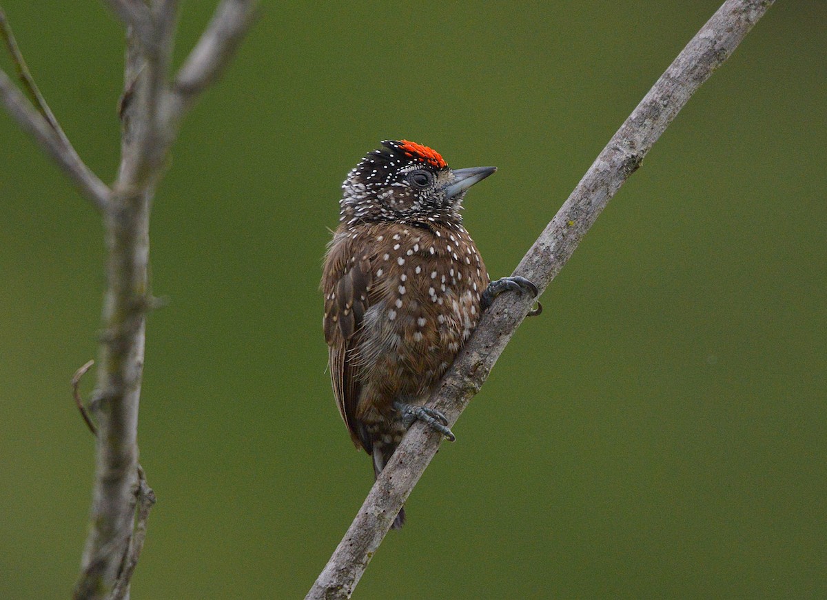 Spotted Piculet - ML629944220