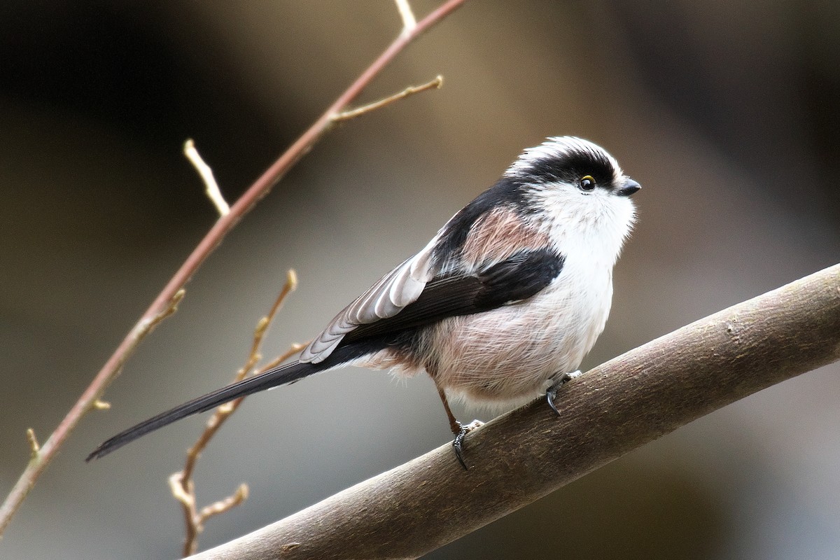 ML629944428 - Long-tailed Tit - Macaulay Library