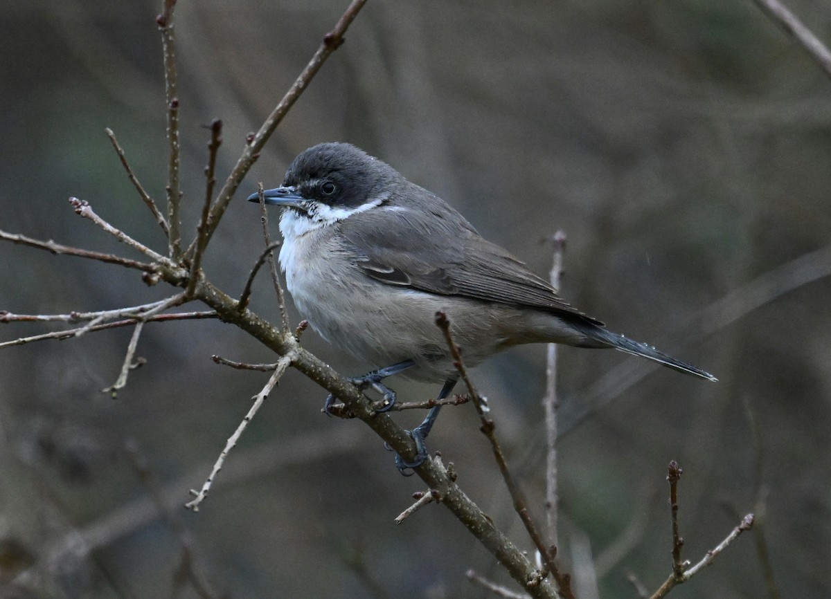 Western Orphean Warbler - ML629944431