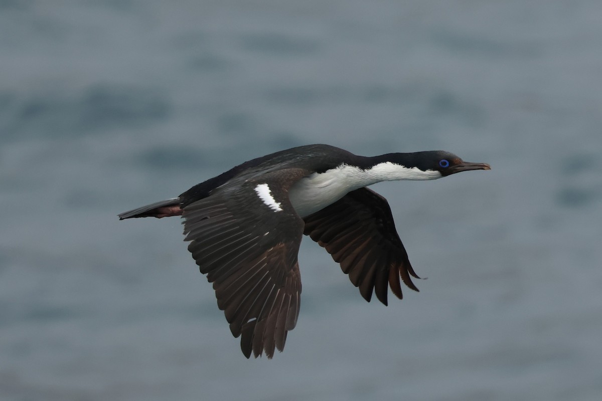 Crozet Shag - ML629944571
