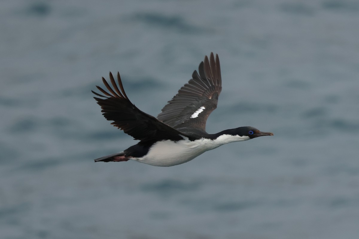 Crozet Shag - ML629944572