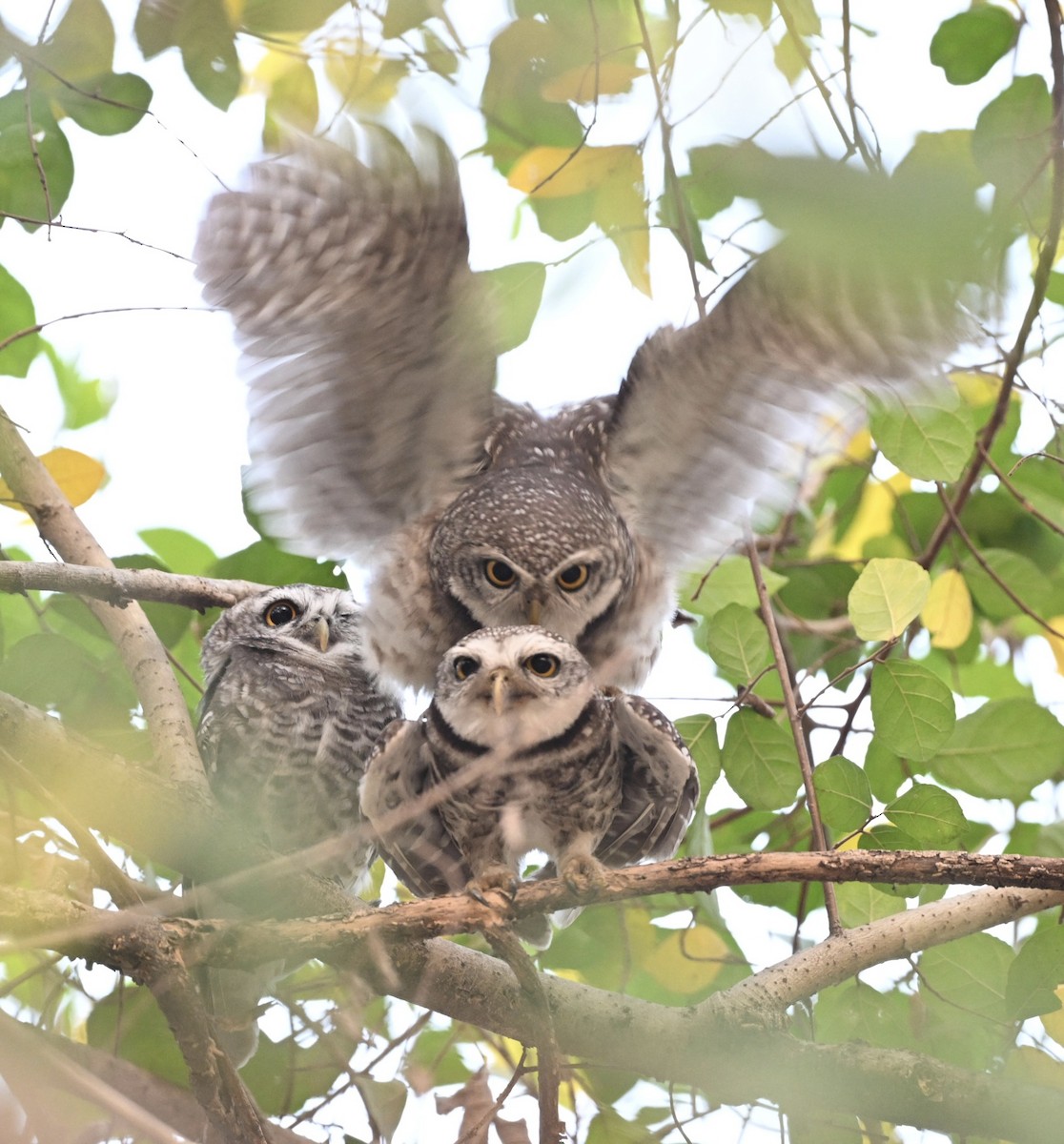 Spotted Owlet - ML629944646