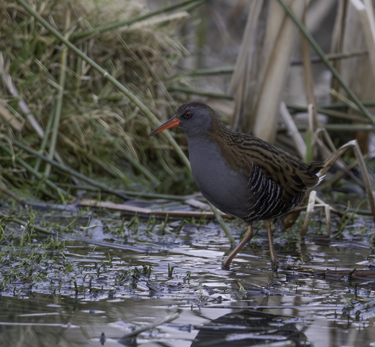 Water Rail - ML629944679