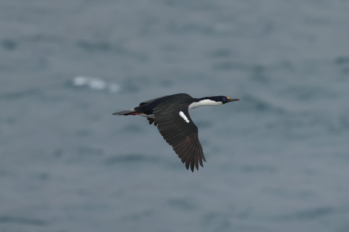 Crozet Shag - ML629944749