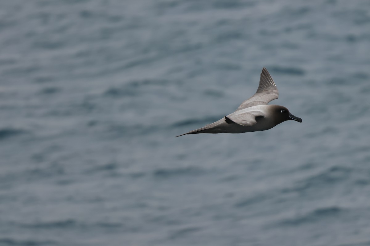 Light-mantled Albatross - ML629944820
