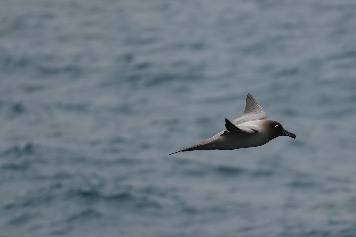 Light-mantled Albatross - ML629944822