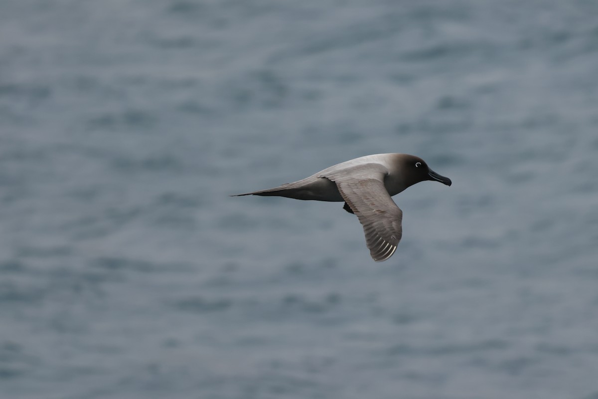 Light-mantled Albatross - ML629944826