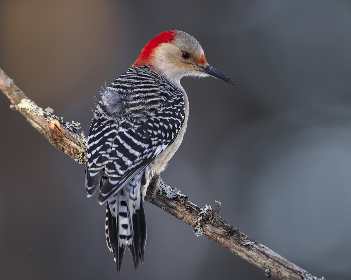 Red-bellied Woodpecker - ML629946063