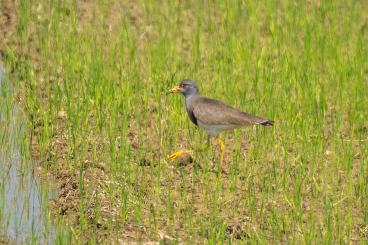 Gray-headed Lapwing - ML629946238