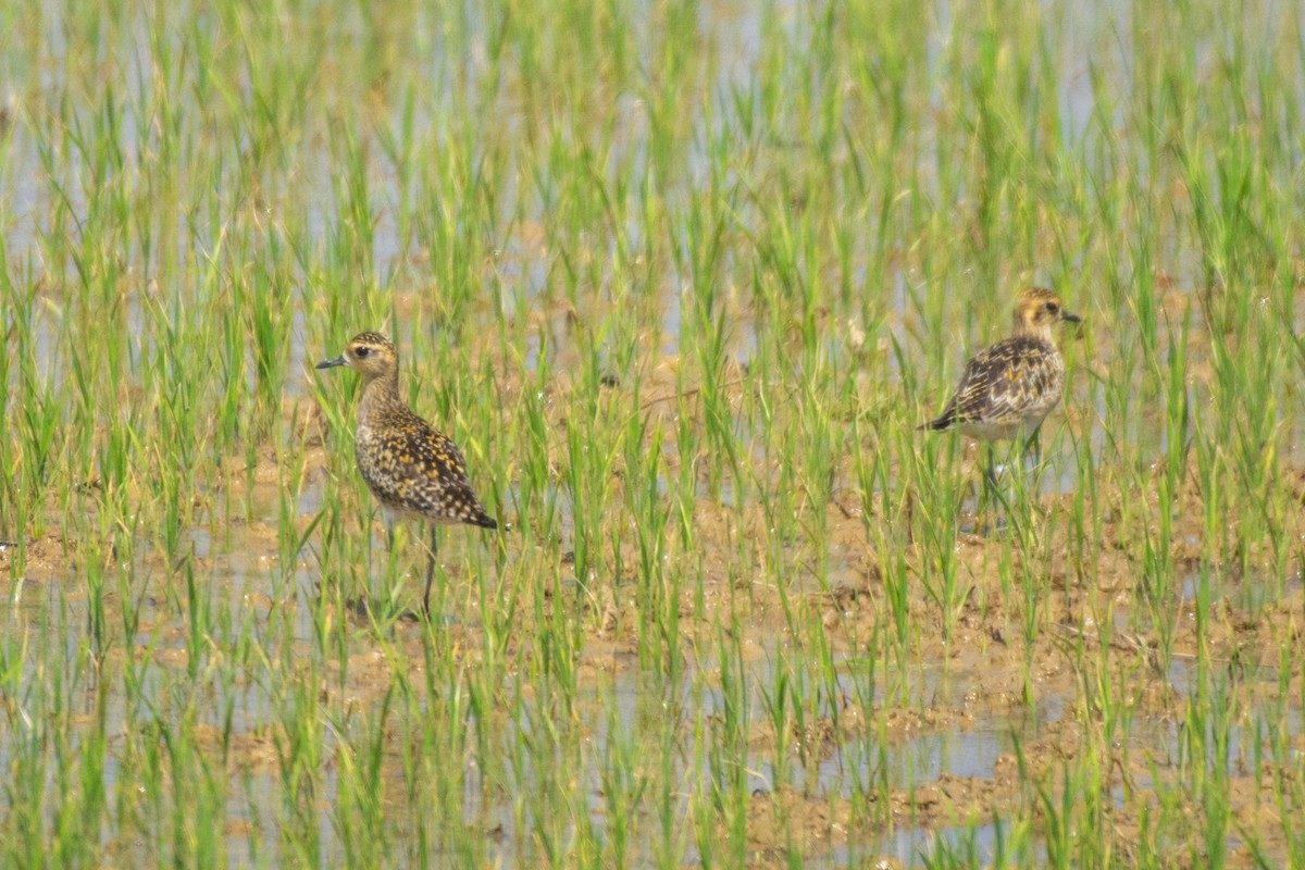 Pacific Golden-Plover - ML629946275