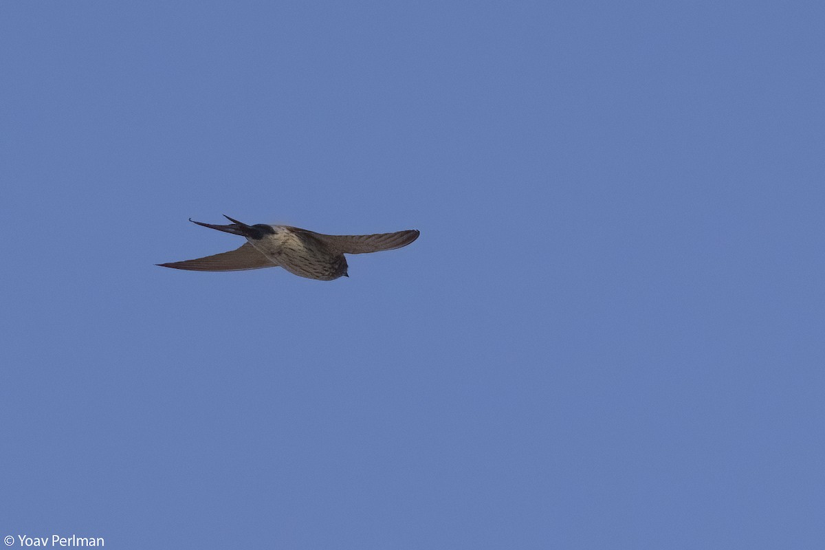 Eastern Red-rumped Swallow - ML629946295
