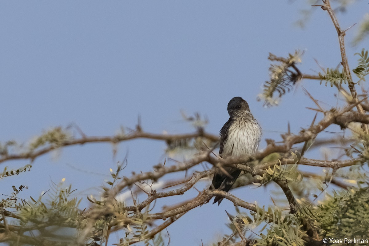Eastern Red-rumped Swallow - ML629946297