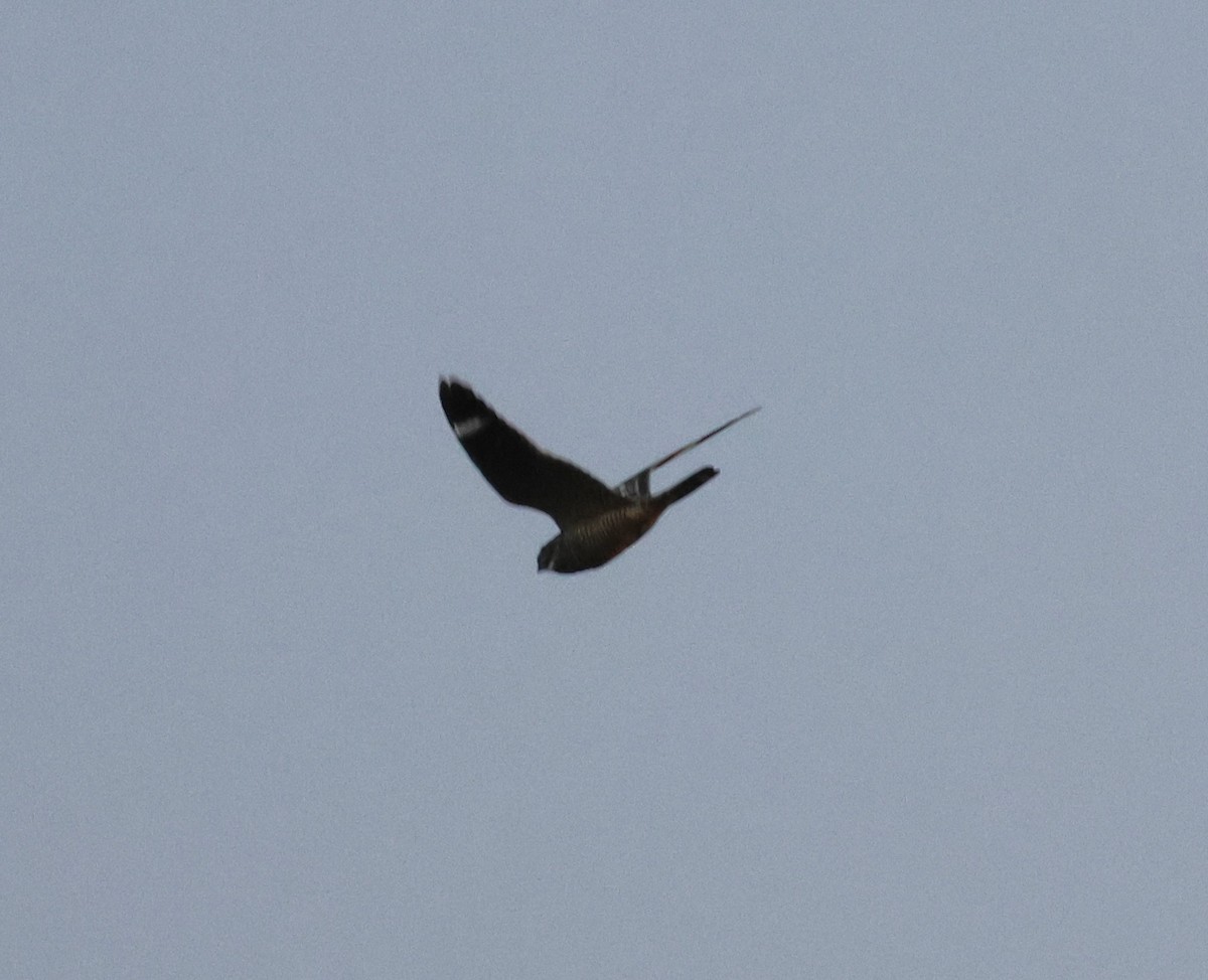 Band-tailed Nighthawk - ML629946442
