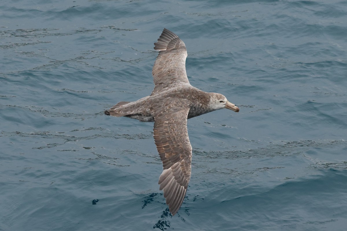 Northern Giant-Petrel - ML629946480