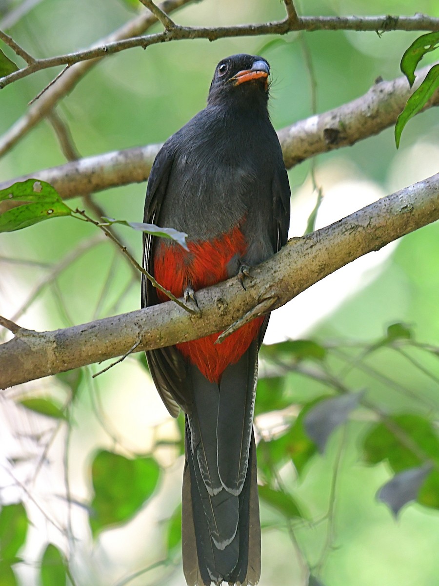 Slaty-tailed Trogon - ML629946553