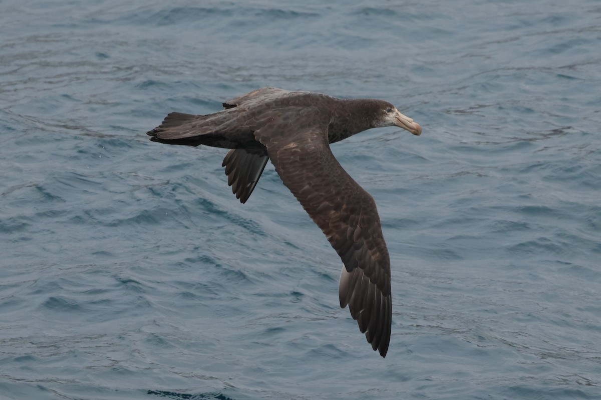 Northern Giant-Petrel - ML629946579