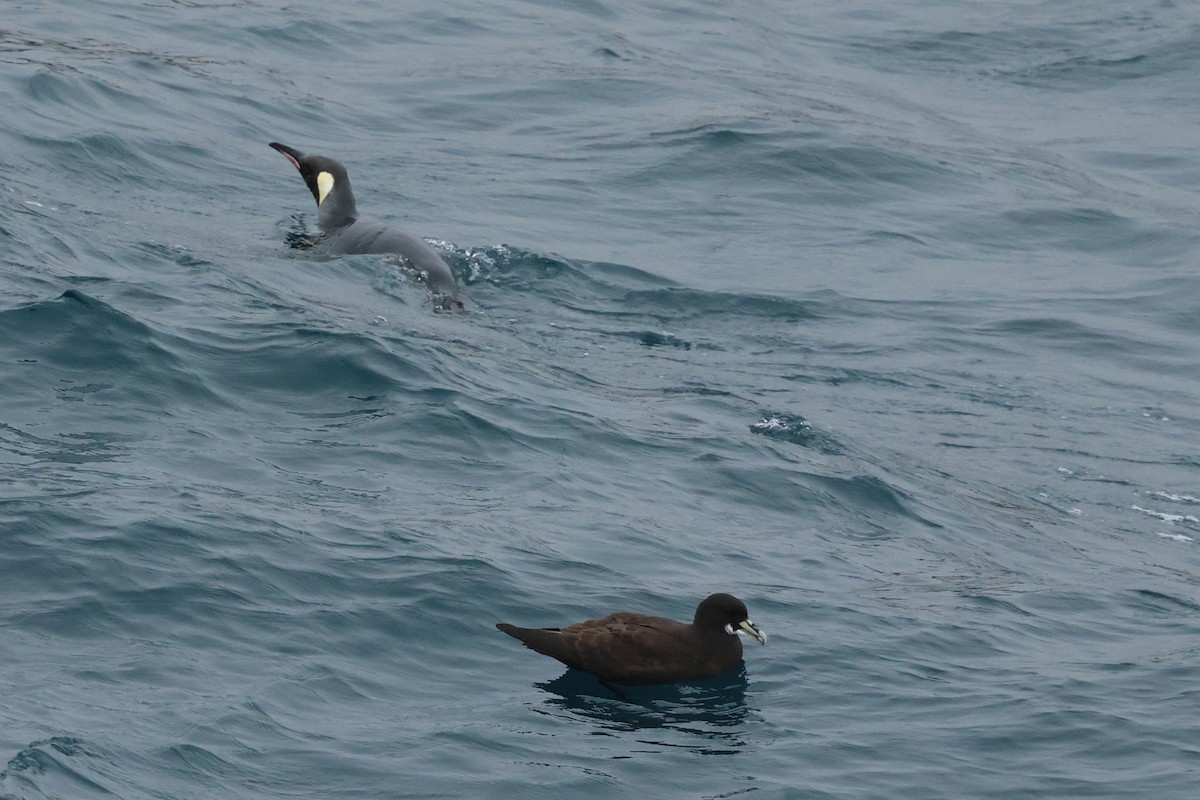 White-chinned Petrel - ML629946636