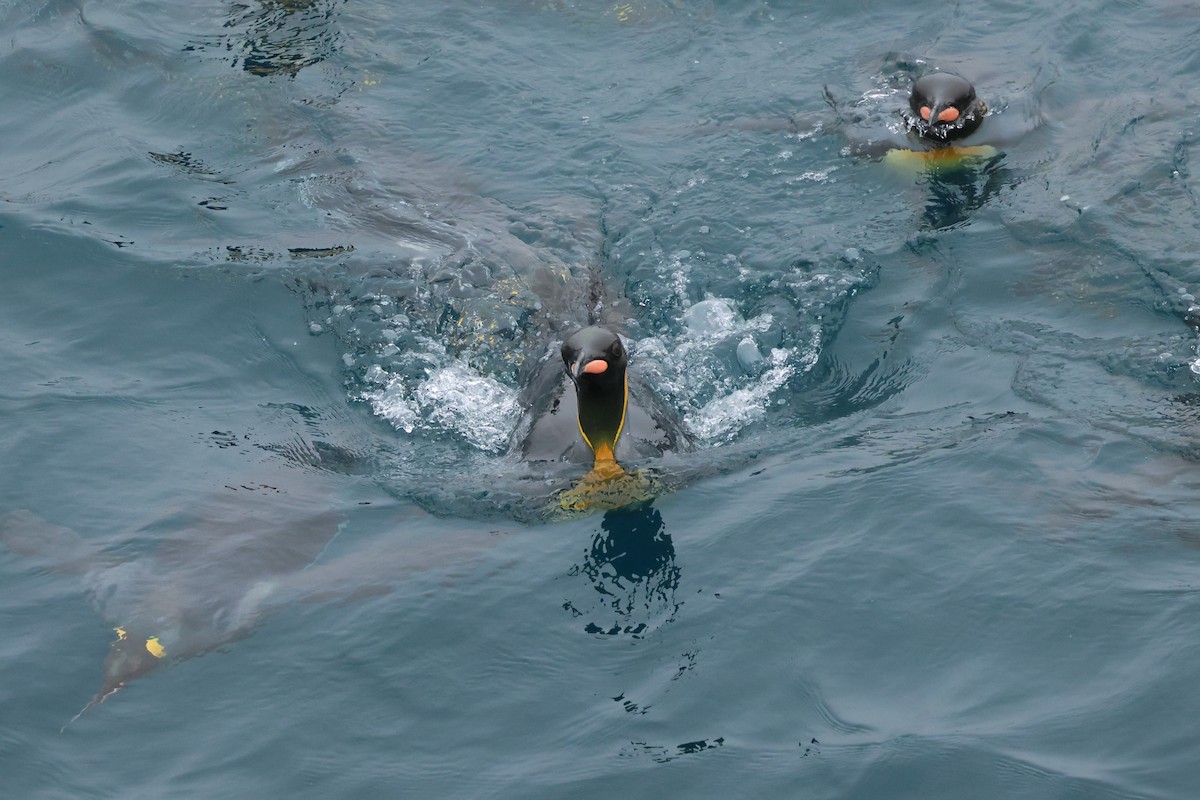 King Penguin - ML629946704