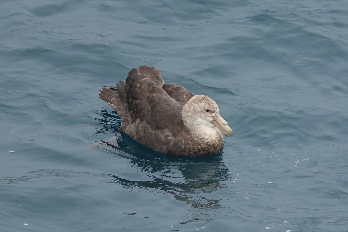 Southern Giant-Petrel - ML629946720