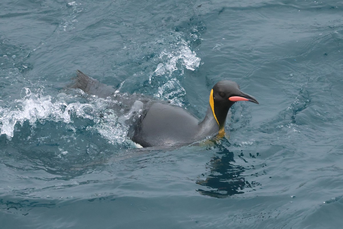 King Penguin - ML629946750