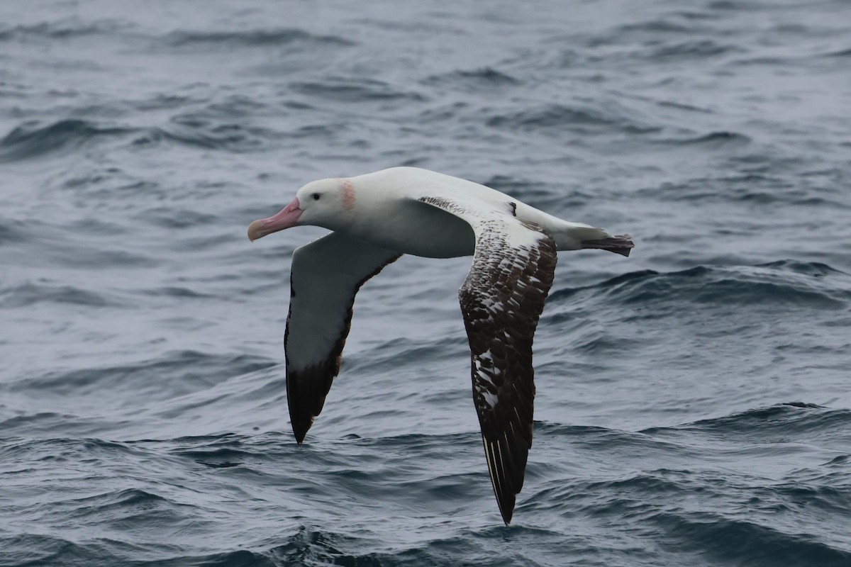 Albatros bidaiaria - ML629946791