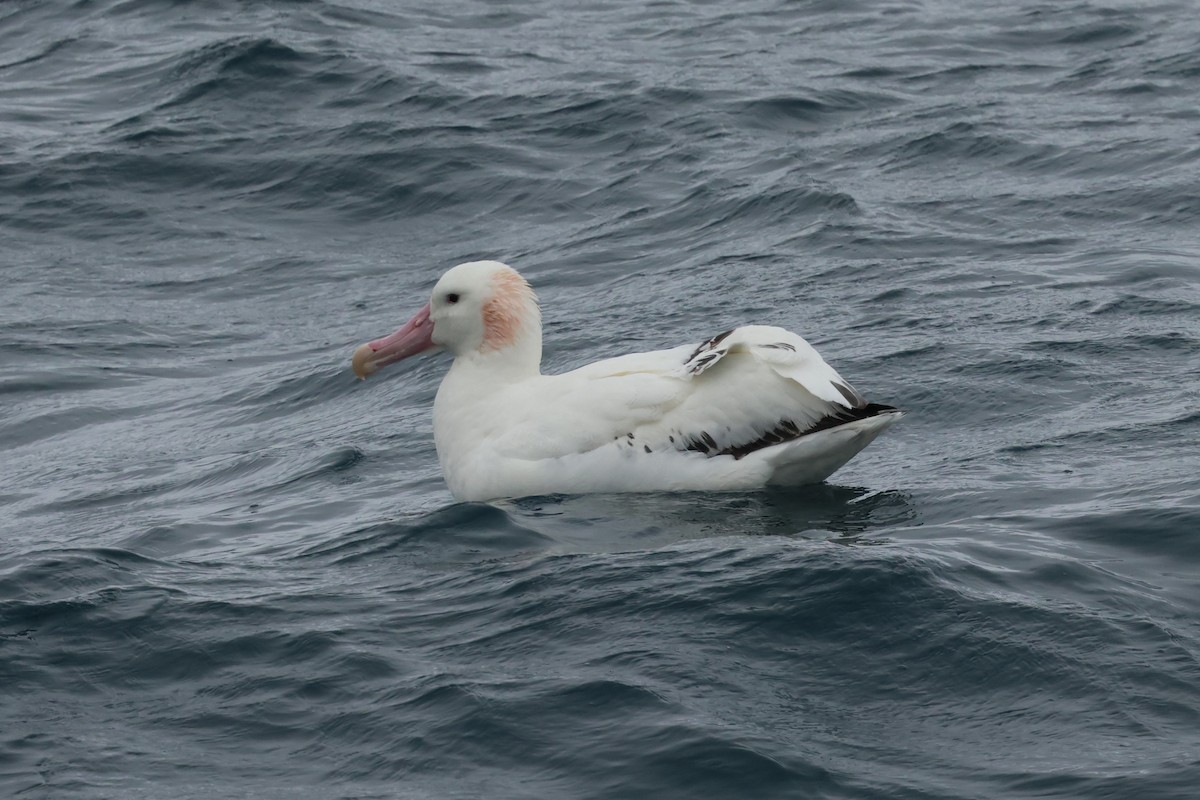 Albatros bidaiaria - ML629946832