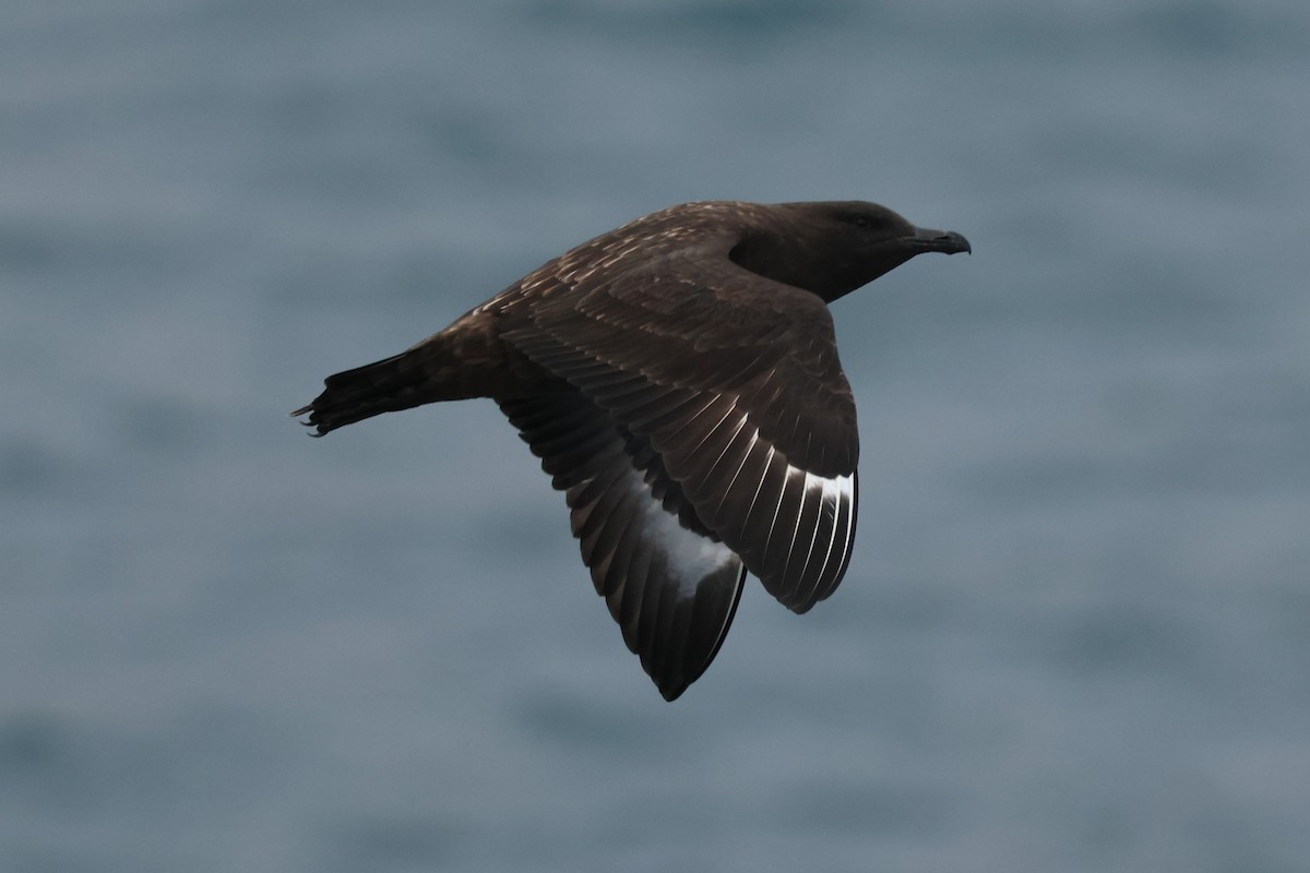 Brown Skua (Subantarctic) - ML629946917
