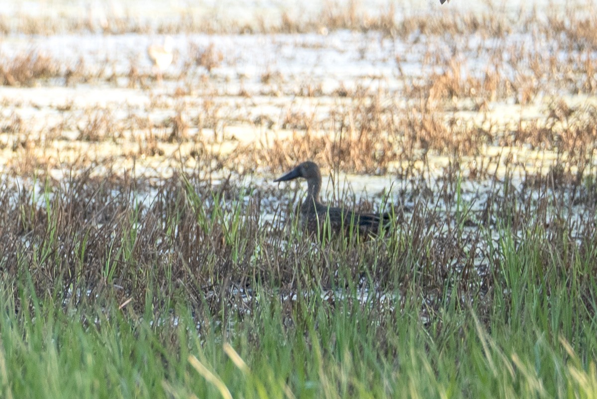 Canard bridé - ML629946944