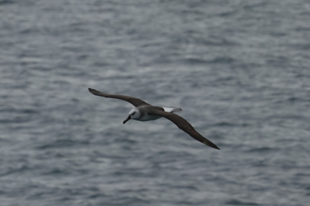 Gray-headed Albatross - ML629946973