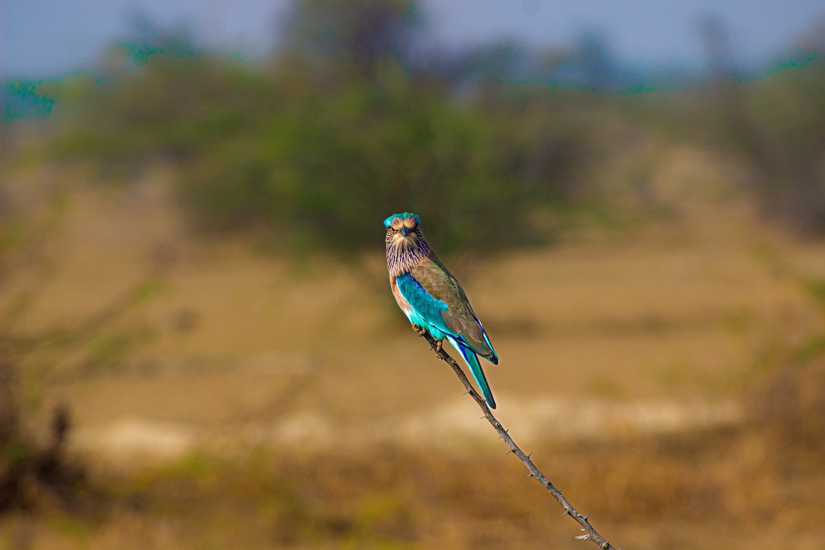 Indian Roller - Bhawani Pratap Singh