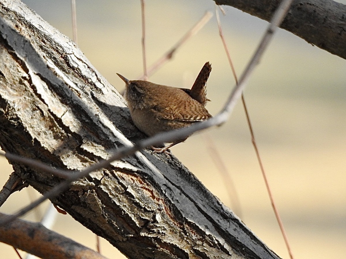 Eurasian Wren - ML629947539