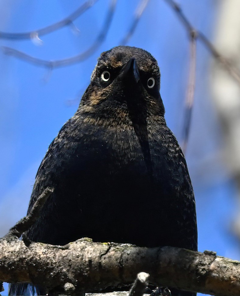 Rusty Blackbird - ML629947596